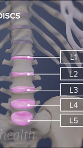 391K views · 3.6K reactions | Need a better understanding of lower back pain? Discover the basics of lumbar disc anatomy — how your spinal discs function, what causes disc bulges or herniation, and why proper posture matters. | Spine-health | Facebook