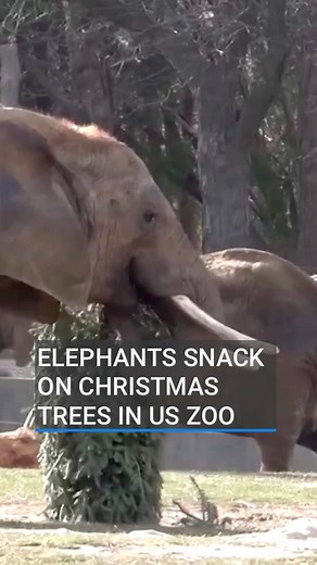🎄🐘Christmas trees were the snack of choice for a group of elephants in a zoo in the US. Three elephants at the Mikwaukee County Zoo - Belle, Ruth, and Brittany - pulled the Christmas trees down from their perches in the enclosure so they could strip the branches to eat them. #christmas #christmastree #elephants #rtenews | RTÉ News