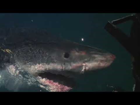 FILM OF THE DAY: Blue Water, White Death (1971)