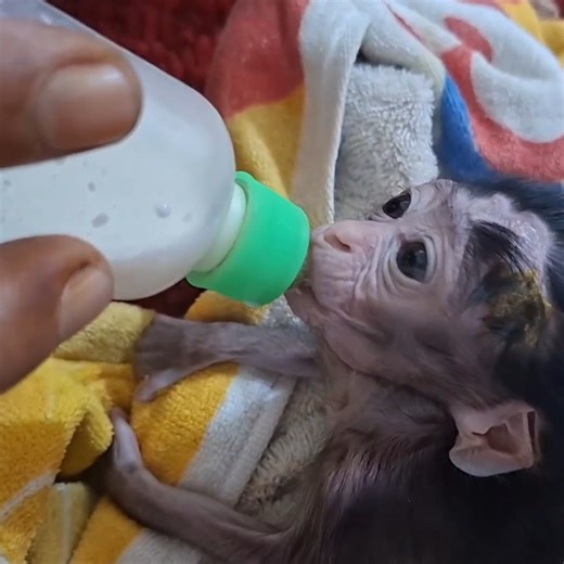 Oh God, please help me so I can help this poor baby better #babymonekey #smallbabymonkey #littlebabymonkey #cutemonkey #funnymonkey | Sarry
