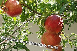 Plants: Pomegranate tree care from A to Z   so overwinter the pomegranate | 2025