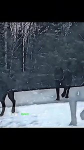 4.8K views · 148 reactions | Cane Corso is that dog #canecorso | Cane Corso Fiji | Facebook