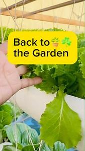 ✅ Back to the Garden 🪴 🪴Gulayserye 💕 VGM Gardening Series #fbreels #food #health #wealth #highlights #fypage #rooftop #garden | Vegetable Gardening and More