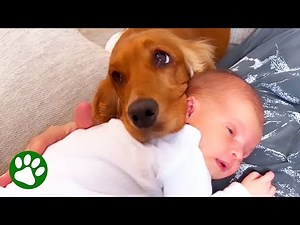 Dog meets baby and immediately falls in love