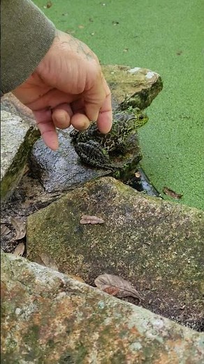 Hand feeding the big bullfrogs, fighting, and bowing up at me