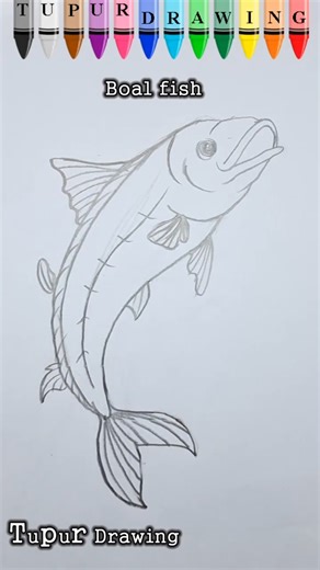 Boal fish#drawing #drawingvideo #art #viral #easydrawing #howtodraw #trending #painting