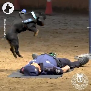 When this policeman "faints", Poncho the dog does not hesitate to perform CPR! 😍❤️ | Go Fetch