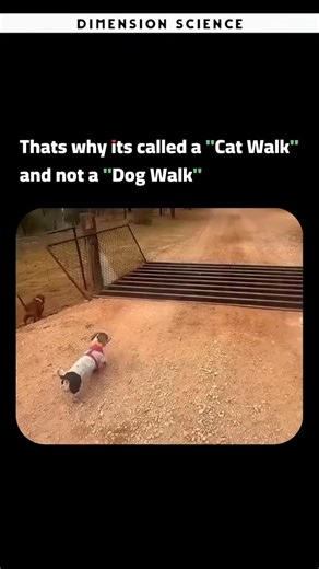 Dimension Science on Instagram: "The Level of Elegance Between a Dog and a Cat Cats and dogs both display elegance, though in distinctly different ways. Cats are often regarded as more graceful, while dogs possess a warm and expressive charm. A cat’s movements are smooth and silent; its steps are light, its jumps effortless, and its posture consistently calm and controlled. This natural poise gives cats an air of refinement and mystery. Dogs, on the other hand, demonstrate a more energetic and o