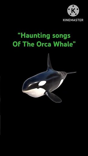 "Whale Singing in the Deep Ocean 🐋🎶 | Shark, Megalodon & Orca Mysteries of the Sea!"