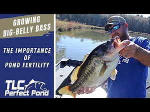 Growing Big Bass in a Fertile Pond Farm - A Simplified Pond Food Chain