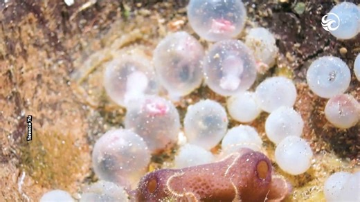 Have you ever seen cuttlefish being born?