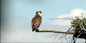 Vermont's osprey conservation success story