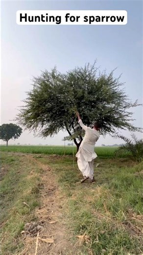 Hunting for sparrow bird 🐦 #sparrow #harehunting #farming #hunting #birdhome