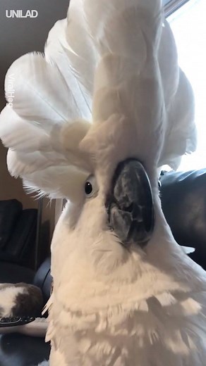 Have you ever heard a bird bark like a dog 😂😭 | UNILAD