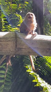 17K views · 443 reactions | You’ll want sound on for these whistle tones  Pygmy Marmosets communicate with lots of high-pitched trilling - they can actually hit notes so high that our human ears can't hear them!  Keeper Georgia | Perth Zoo | Facebook
