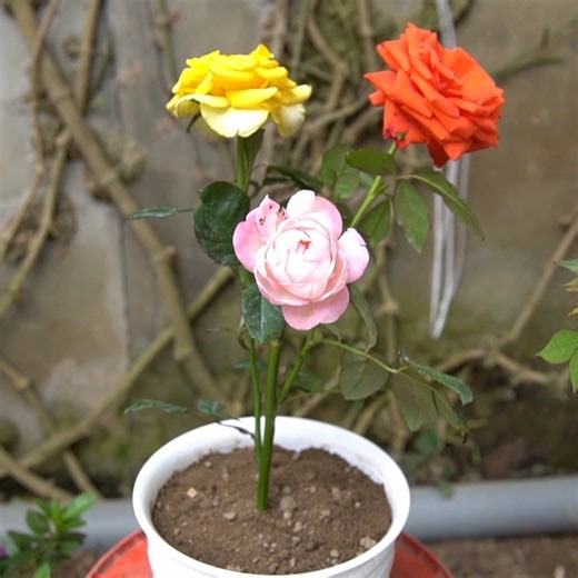 The Secret To Growing Multi-Colored Roses | Balcony & Garden