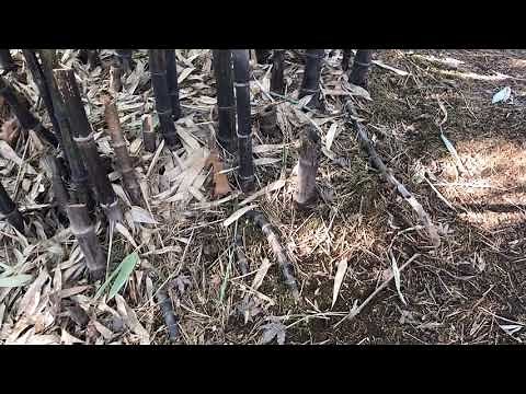 Black Bamboo (Phyllostachys nigra)