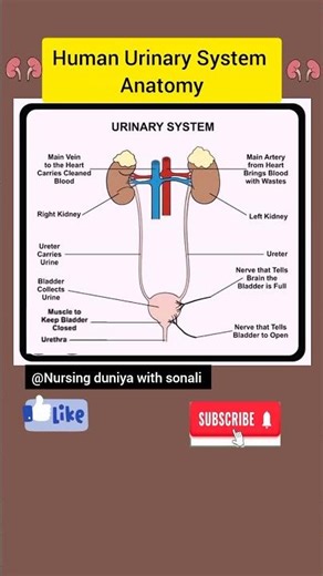 💥Human Urinary System Anatomy #urinarysystem#anatomy #ytshorts#shorts
