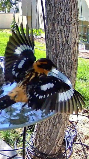 This Beautiful Bird Has a Superpower