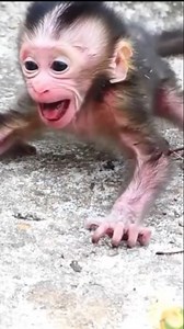 86K views · 1.5K reactions | Tiny Newborn Monkey Cries Out for Its Mother After Heartbreaking Fall From Tall Tree in the Jungle | Monkey Soo | Facebook