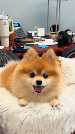136K views · 4K reactions | She even has her own calendar  We talked to Lola's mom about how Lola runs the office, and what they do every Friday after work! Keep up with Lola on Instagram: https://thedo.do/the_lola_pom | The Dodo | Facebook