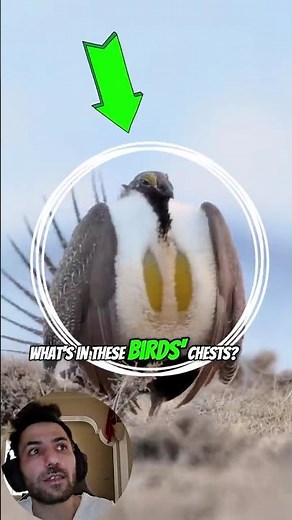 What's Inside These Birds' Chests 😲 Greater Sage Grouse 🦃