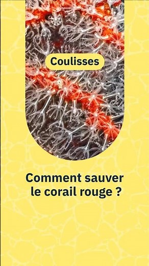 Comment sauver le corail rouge de méditerranée ? 🪸