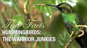 Funny True Facts About Hummingbirds - 1Funny.com