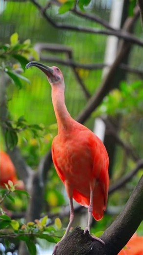 Nature's Brightest Red Bird 🦜 #birds #animals