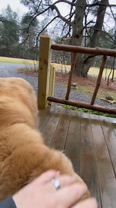 10K views · 241 reactions | If you stay in any of our Luxury Log Cabins, we guarantee you’ll fall in love with this special pup, Charlie!!   www.cabinscookforest.com | Cabins at Cook Forest | Facebook
