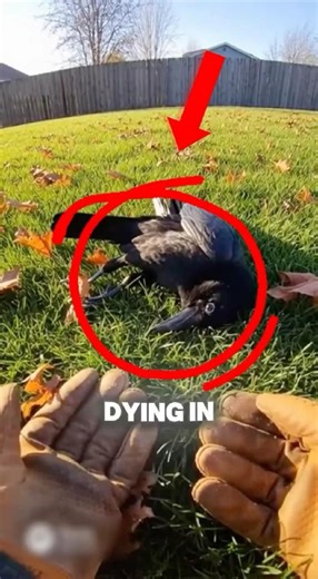 He Saved a Dying Crow... He Never Expected What Happened Next... 🐦‍⬛❤️‍🩹