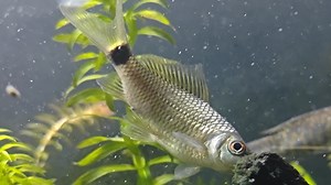「不务正业系列」卡朋纹唇鱼_Osteochilus kappenii