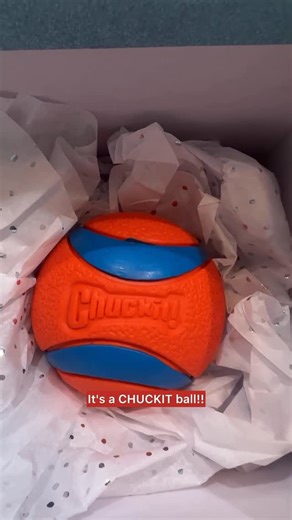 WILLY | GoodDog on Instagram: "Willy’s gift to Jax: confidence + a Chuckit ball 🐶🎁 #ChuckitHolidayPartner #Sponsored #chuckit #chuckitfetchgames #makefetchhappen"