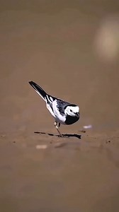 চলতে তো হবেই, পরিস্থিতি যাই হোক | MIRAKKEL - AKKEL CHALLENGER