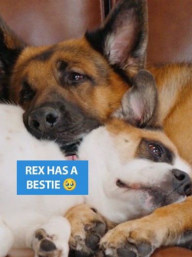 Hudson and Rex: The Best Couch Companion Moments