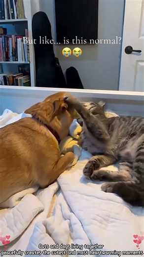 Friendship between cats and dogs. 😺🐶#kittens #funnycat #funnyvideo #foryou #cute #cat #funny