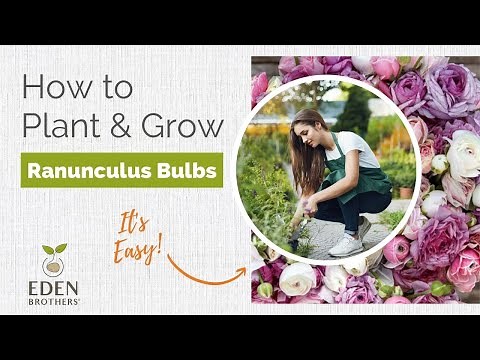 How to Plant and Grow Ranunculus Bulbs