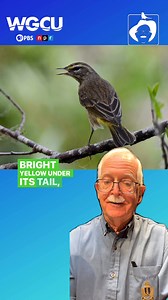Did you know New World Warblers are called the “butterflies of the bird world”? 🦋🐦 Their vibrant colors and patterns make them a joy to spot in South Florida this time of year. Keep an eye out for the Palm Warbler, Yellow-rumped Warbler, and Black-and-white Warbler—common winter residents with distinctive plumage and behaviors. Just watch out for “warbler neck” as you gaze up at them flitting through the treetops! 🌳👀 🐾To learn more about South-West Florida’s ecosystem and fauna, tune into t