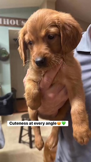 4.1K views · 92 reactions | Ivy Rae is a cutie pie #puppy #goldenpaws #goldenpuppy #dog #ivyrae #ivy | Golden Paws | Facebook