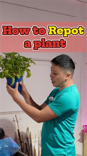 16K views · 230 reactions | How to repot / transplant your #plants. #repottingplants #gardeningtips #PlantTok | Gardens With Purpose | Facebook