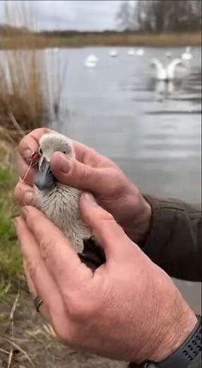 Cygnet Freed From Fishing Line as Swan Charges Across Water