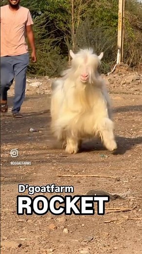 INDIA’s Most Beautiful Bantom Goat | ROCKET OF D GOAT FARM