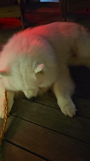 my dog is doing nothing while I'm at the bar