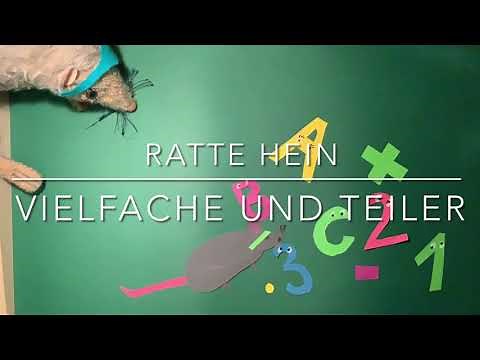Vielfache und Teiler - erklärt mit Ratte Hein