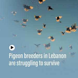 Pigeon breeders in Lebanon are struggling to survive as the Middle Eastern tradition spanning centuries slowly dies out. | The National