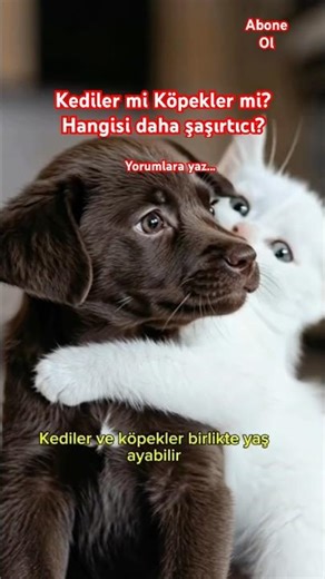 Kediler ve Köpekler Arasındaki 5 Şaşırtıcı Fark #köpekler #shortvideo #ilginçbilgiler #kedi #köpek