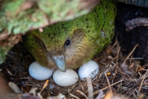 A bumper berry harvest has New Zealand's weird flightless parrot in a rare mood for romance
