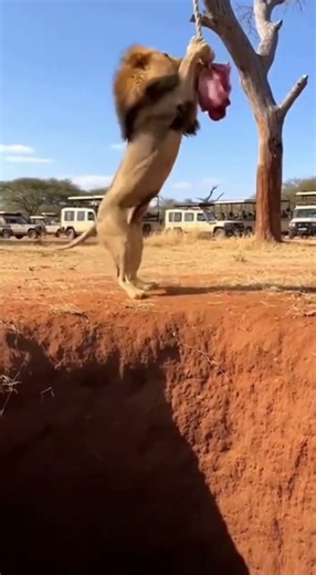 Lion Falls Into Deep Pit While Chasing Meat