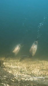 22K views · 158 reactions | So much frustration when we see these ducks eating all our bait. What is the name of these ducks in your country? #duck #eating #my #bait | Underfishing | Facebook