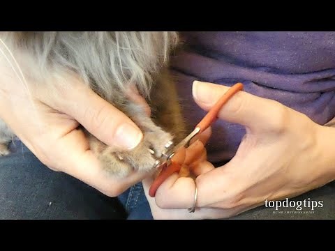 How To Clip Cat Nails